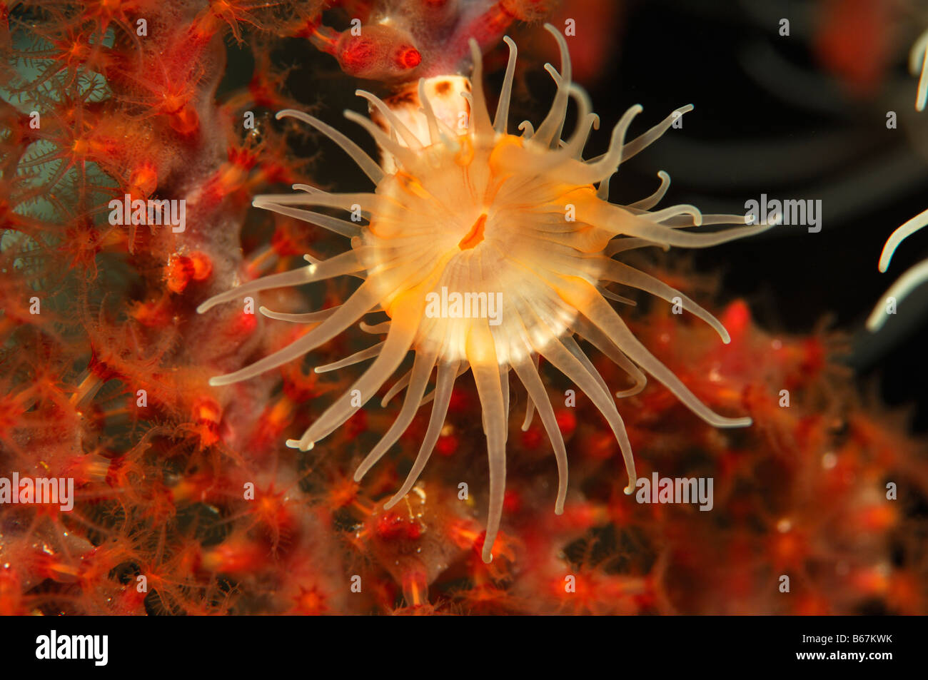 Zoanthid Parazoanthus Spec Alor kleinen Sunda-Inseln Indo Pacific Indonesien Stockfoto