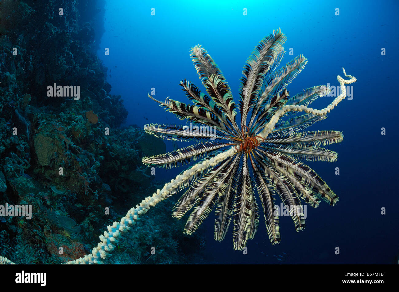 Crinoid sitzen auf Draht Coral Commanthina Spec Cirrihipathes Spiralis Alor kleinen Sunda-Inseln Indo Pacific Indonesien Stockfoto