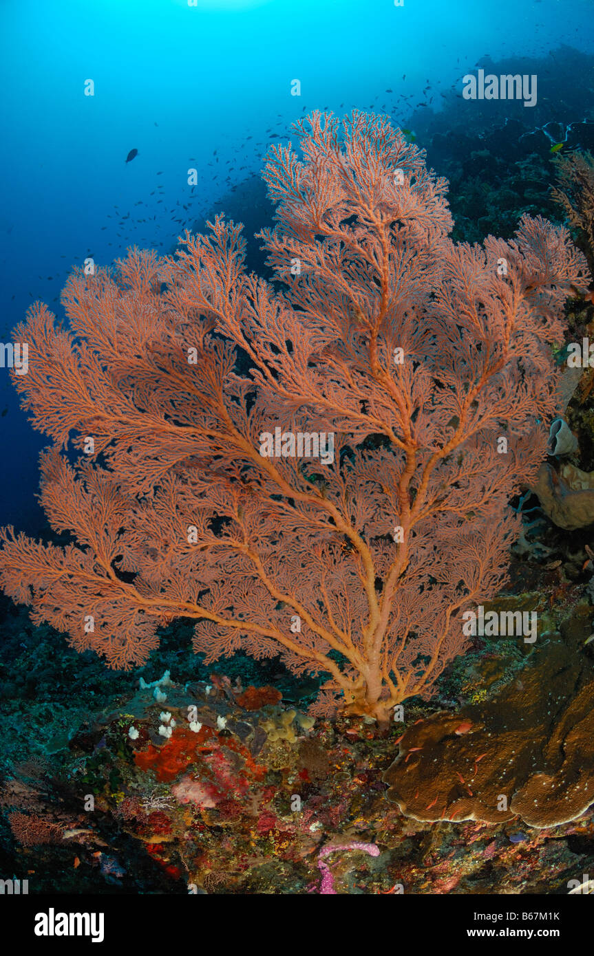 Großen Gorgonien Melithaea Spec Alor kleinen Sunda-Inseln Indo Pacific Indonesien Stockfoto