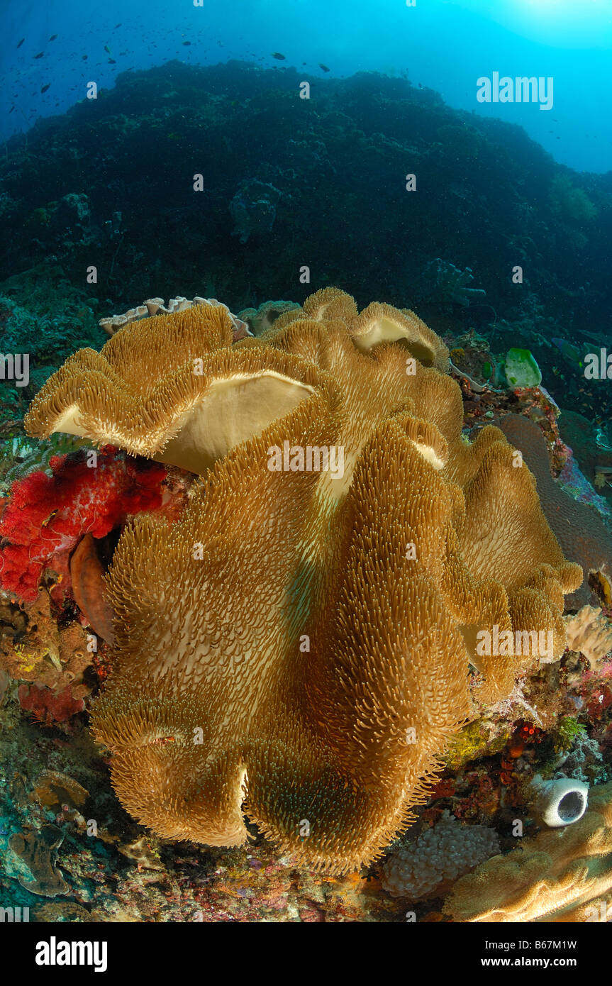 Pilz-weiche Koralle Sarcophyton Spec Alor kleinen Sunda-Inseln Indo Pacific Indonesien Stockfoto