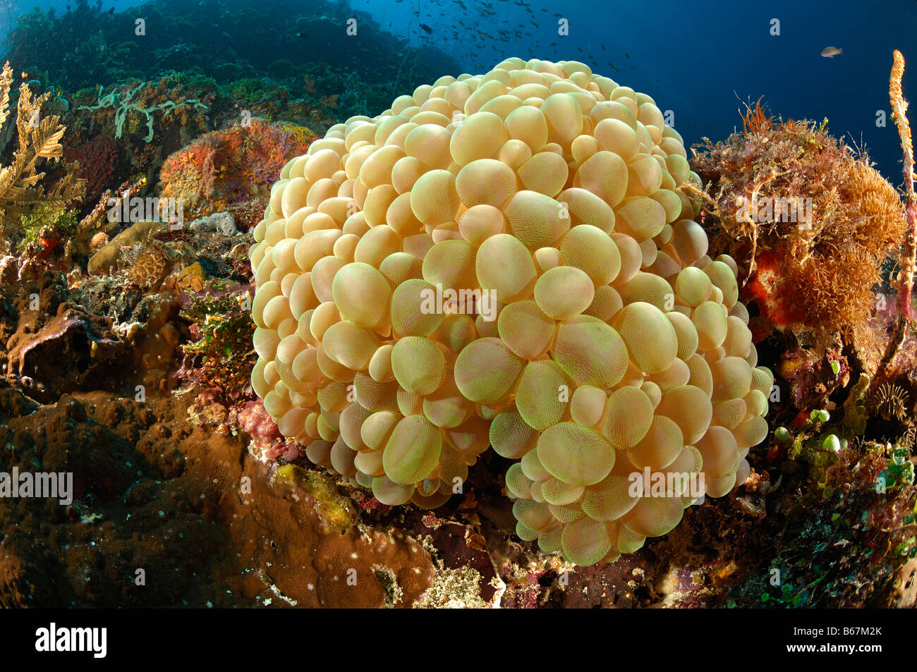 Bubble-Coral Plerogyra Sinuosa Alor kleinen Sunda-Inseln Indo Pacific Indonesien Stockfoto