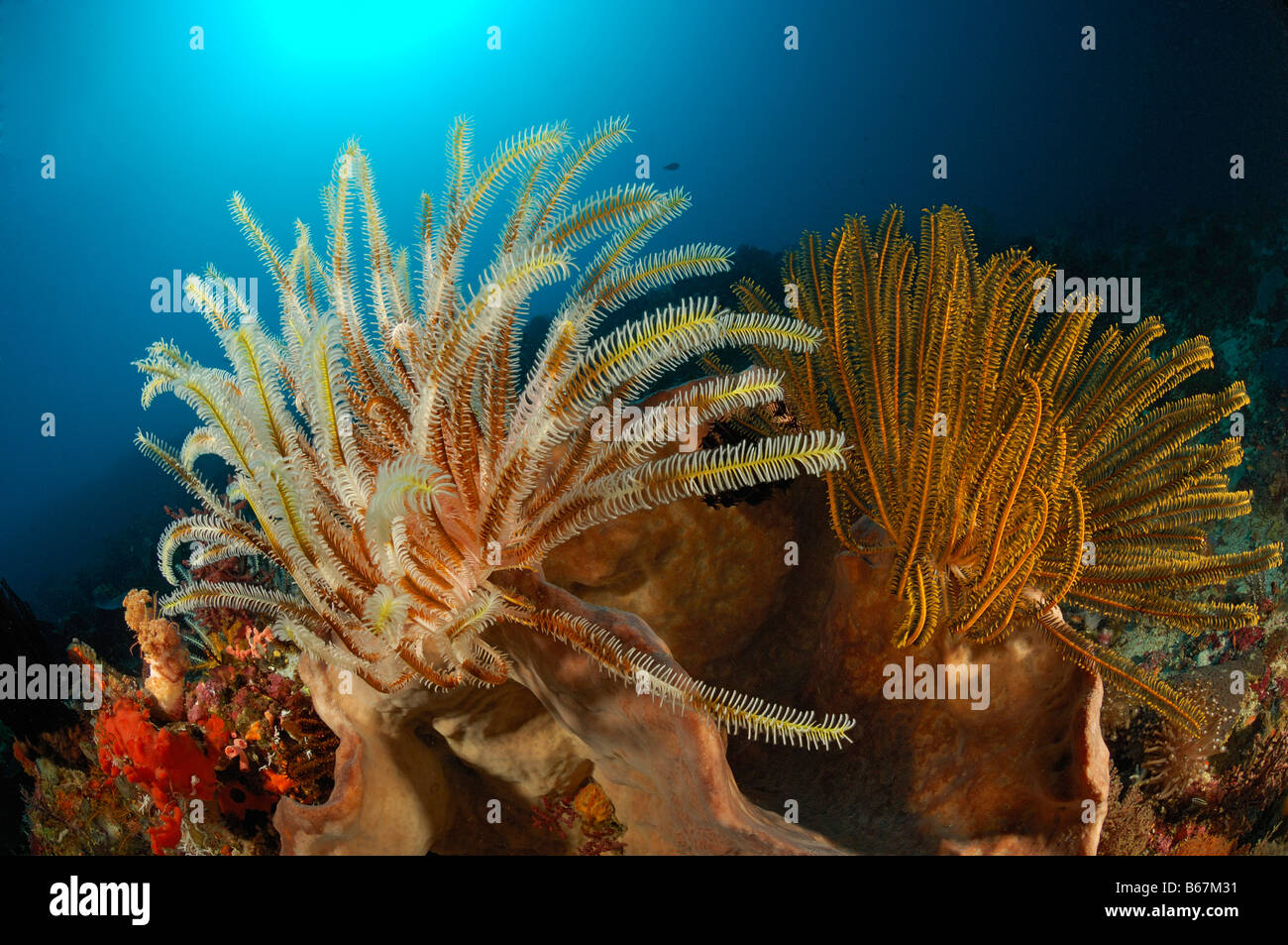 Seelilien am Riff Commanthina spec Alor kleinen Sunda-Inseln Indo Pacific Indonesien Stockfoto
