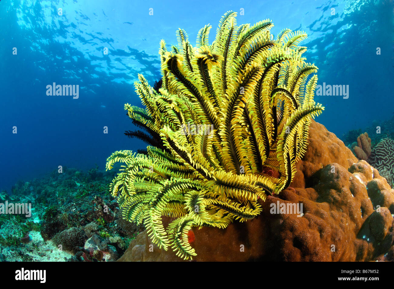 Gelbe Crinoid Commanthina Spec Alor kleinen Sunda-Inseln Indo Pacific Indonesien Stockfoto