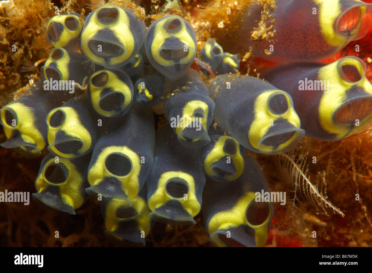 Kolonie von Manteltieren Clavelina Robusta Alor kleinen Sunda-Inseln Indo Pacific Indonesien Stockfoto