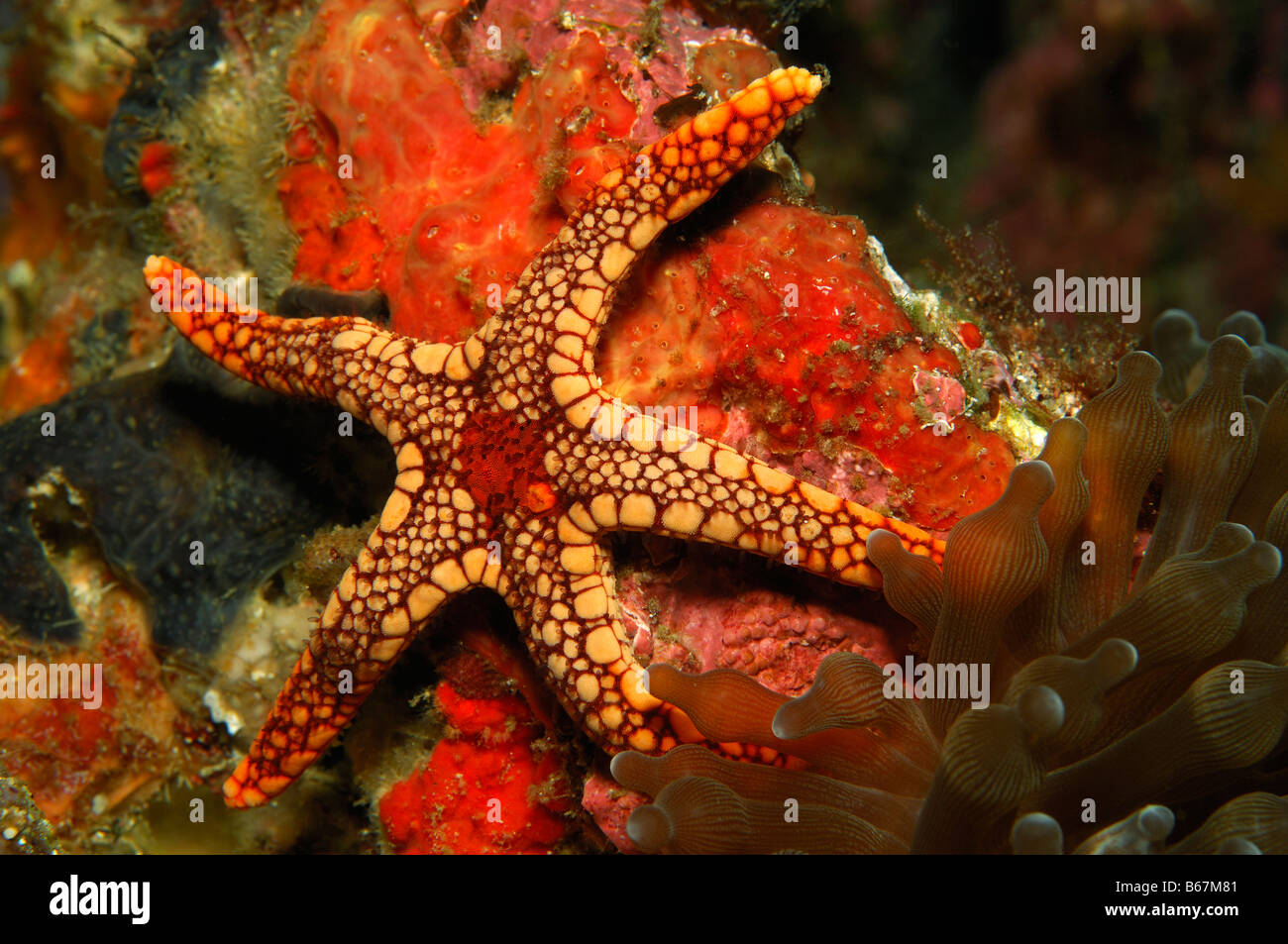 Mesh Sea Star-Fromia Spec Alor kleinen Sunda-Inseln Indo Pacific Indonesien Stockfoto