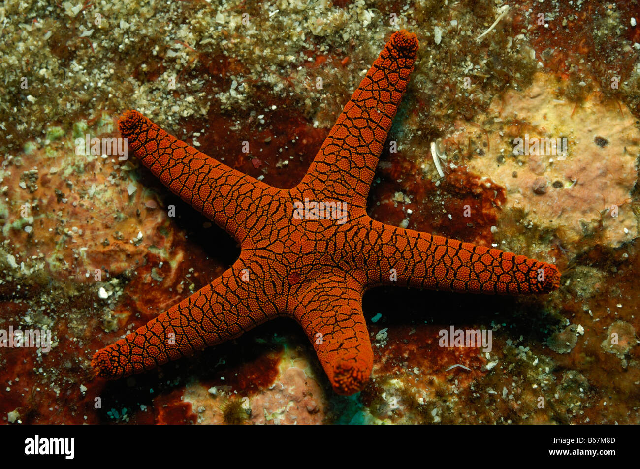 Red Sea Star-Fromia Spec Alor kleinen Sunda-Inseln Indo Pacific Indonesien Stockfoto