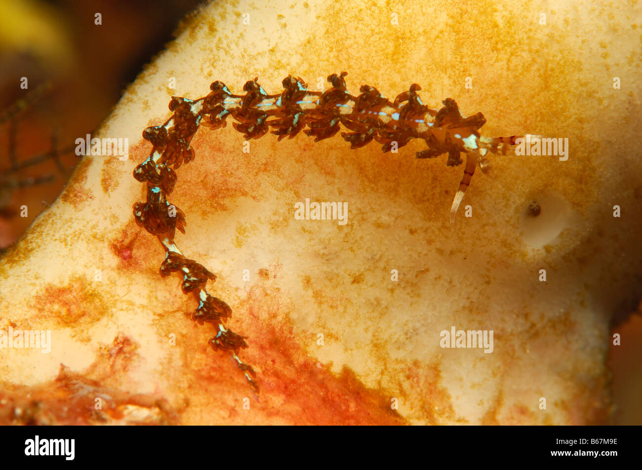 Nacktschnecke Flabellina Spec Alor kleinen Sunda-Inseln Indo Pacific Indonesien Stockfoto