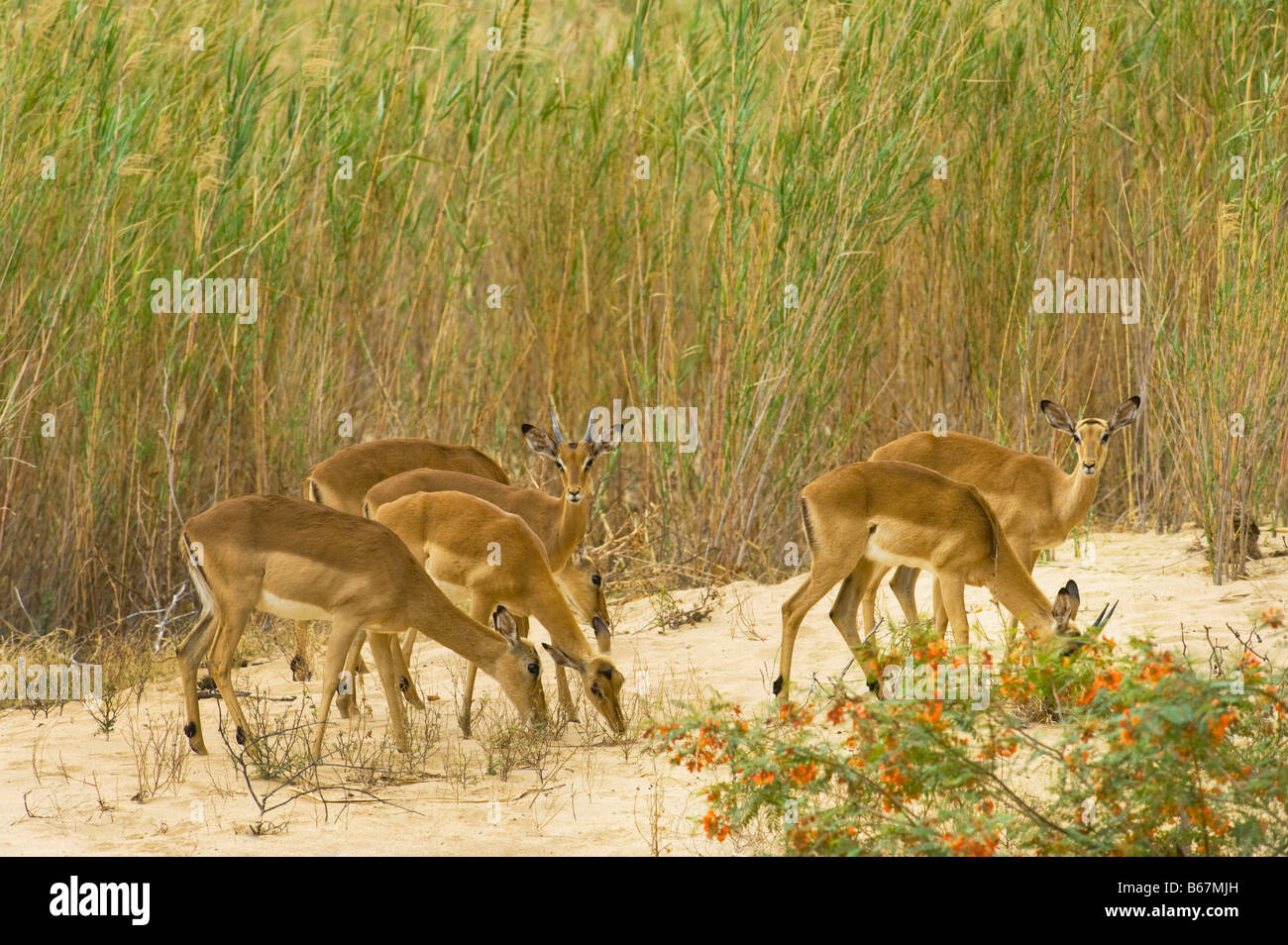 wild wild Impala Antilope AEPYCEROS MELAMPUS Süd-Afrika Südafrika im getrockneten Makutsi Flussbett Abend leichte Fütterung Stockfoto