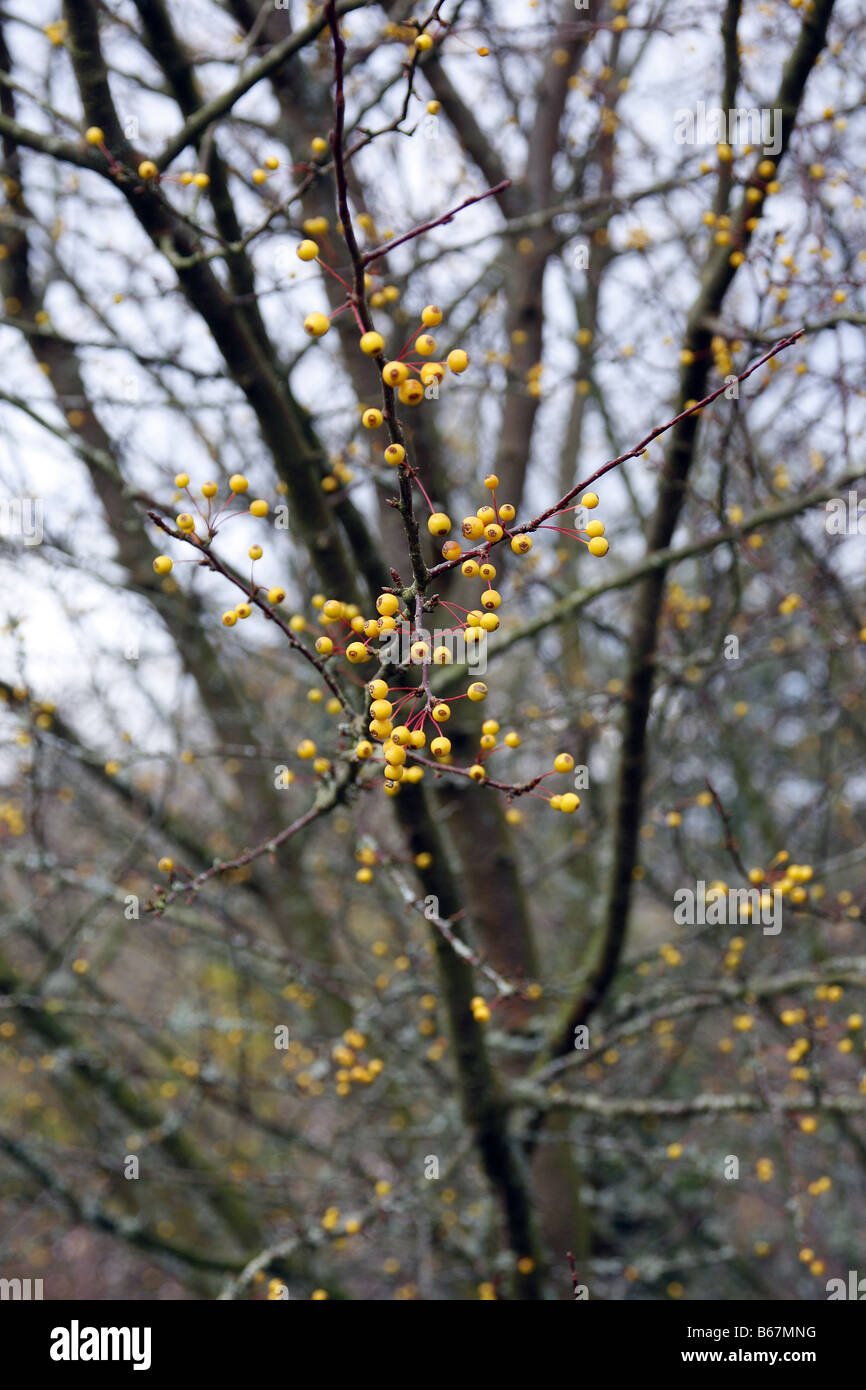 MALUS TRANSITORIA HOLZAPFEL Stockfoto