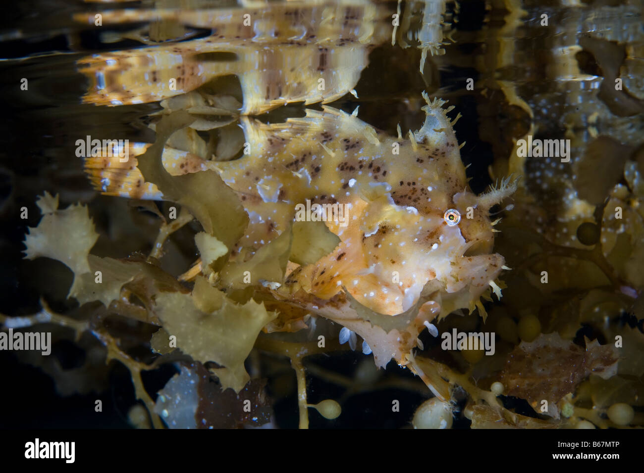 Sargassum Anglerfisch Histrio Histrio Raja Ampat West Papua Indonesien Stockfoto