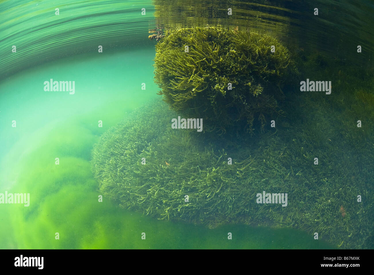 Einzigartige Marine Lake Raja Ampat West Papua Indonesien Stockfoto