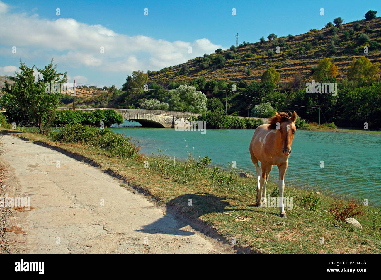 Pferd, Lago Santa Rosalia, Ragusa Provinz, Sizilien, Italien Stockfoto