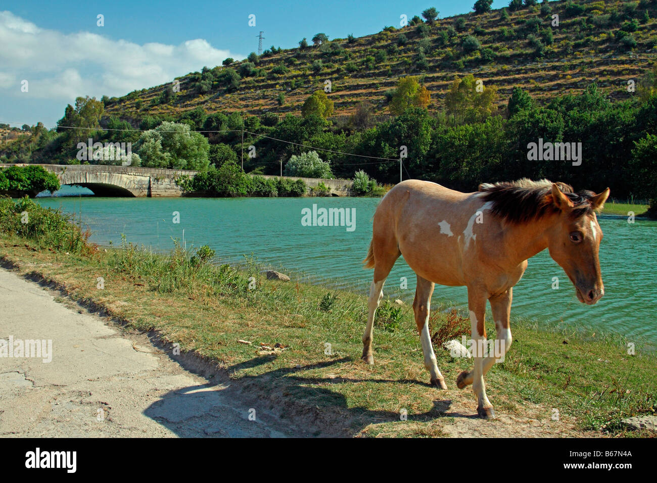 Pferd, Lago Santa Rosalia, Ragusa Provinz, Sizilien, Italien Stockfoto