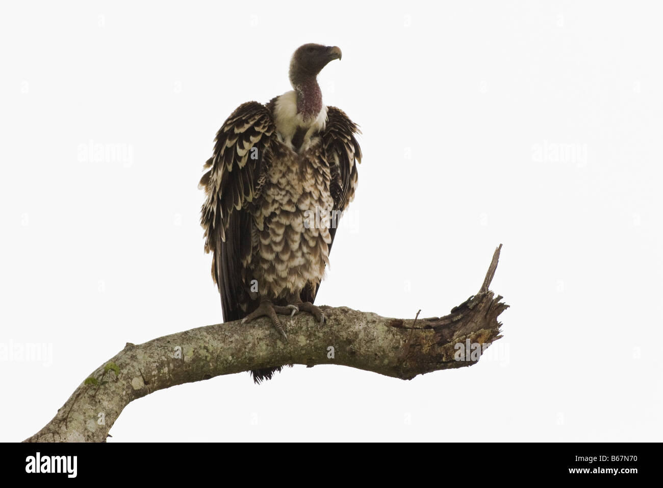 Geier im Baum Stockfoto