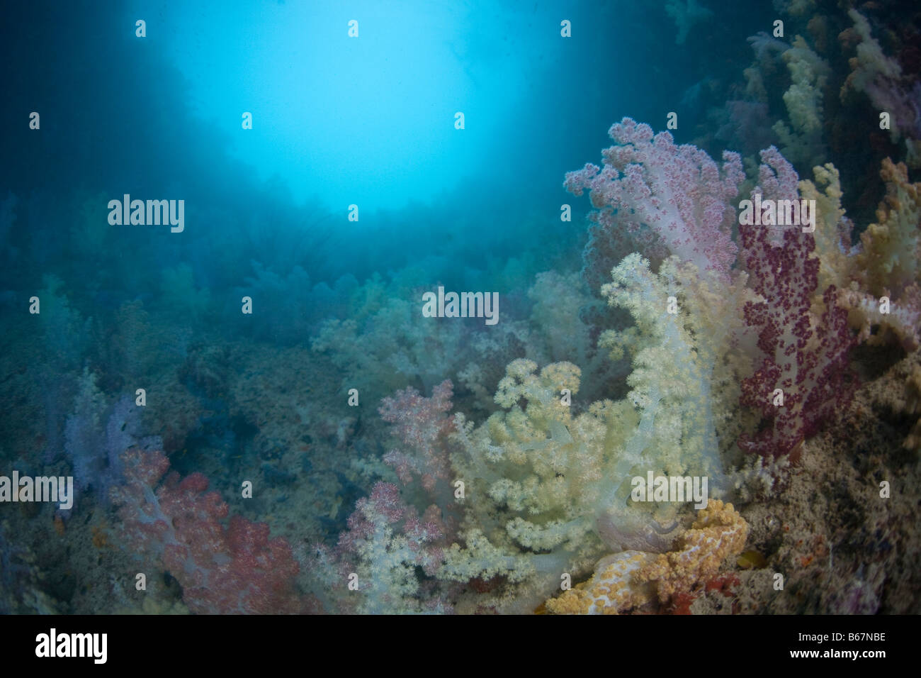 Weichkorallen von jeder Farbe Dendronepthya Mikronesien Pazifik Palau Stockfoto