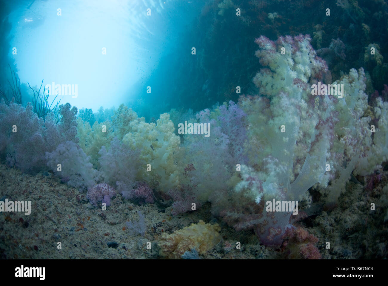 Weichkorallen von jeder Farbe Dendronepthya Mikronesien Pazifik Palau Stockfoto