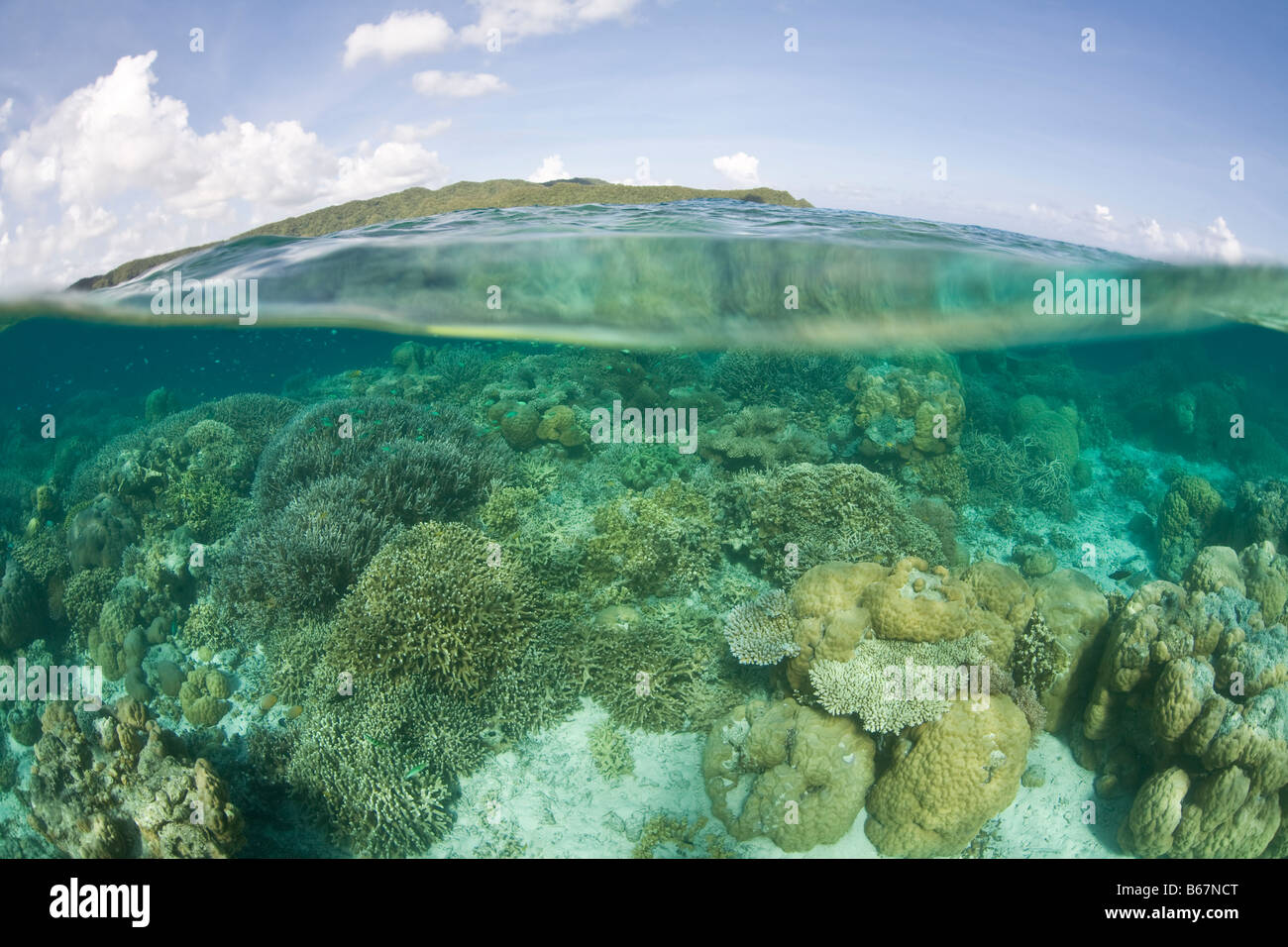 Diverse harte Korallenriff Mikronesien Pazifik Palau Stockfoto