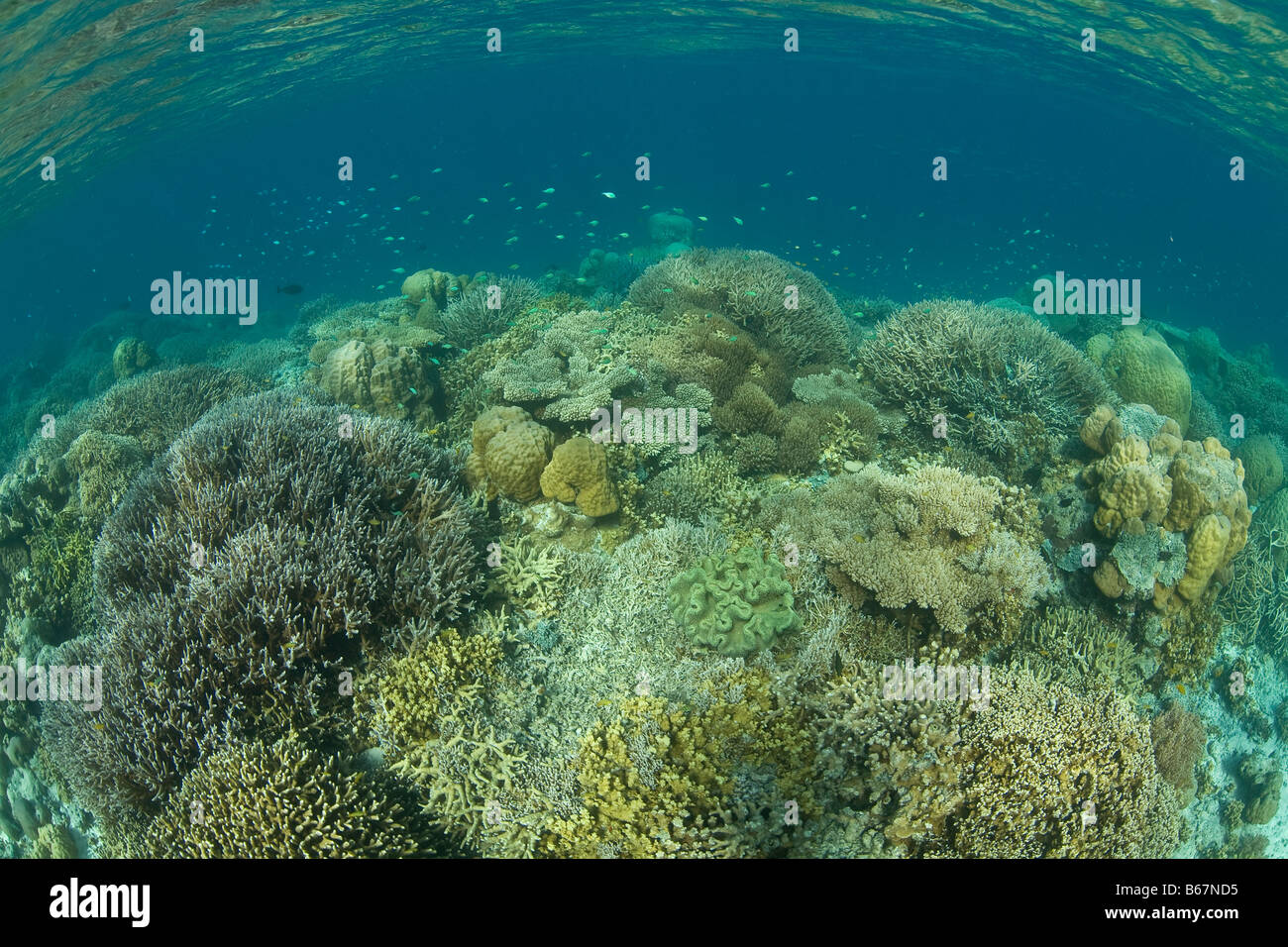 Diverse harte Korallenriff Mikronesien Pazifik Palau Stockfoto