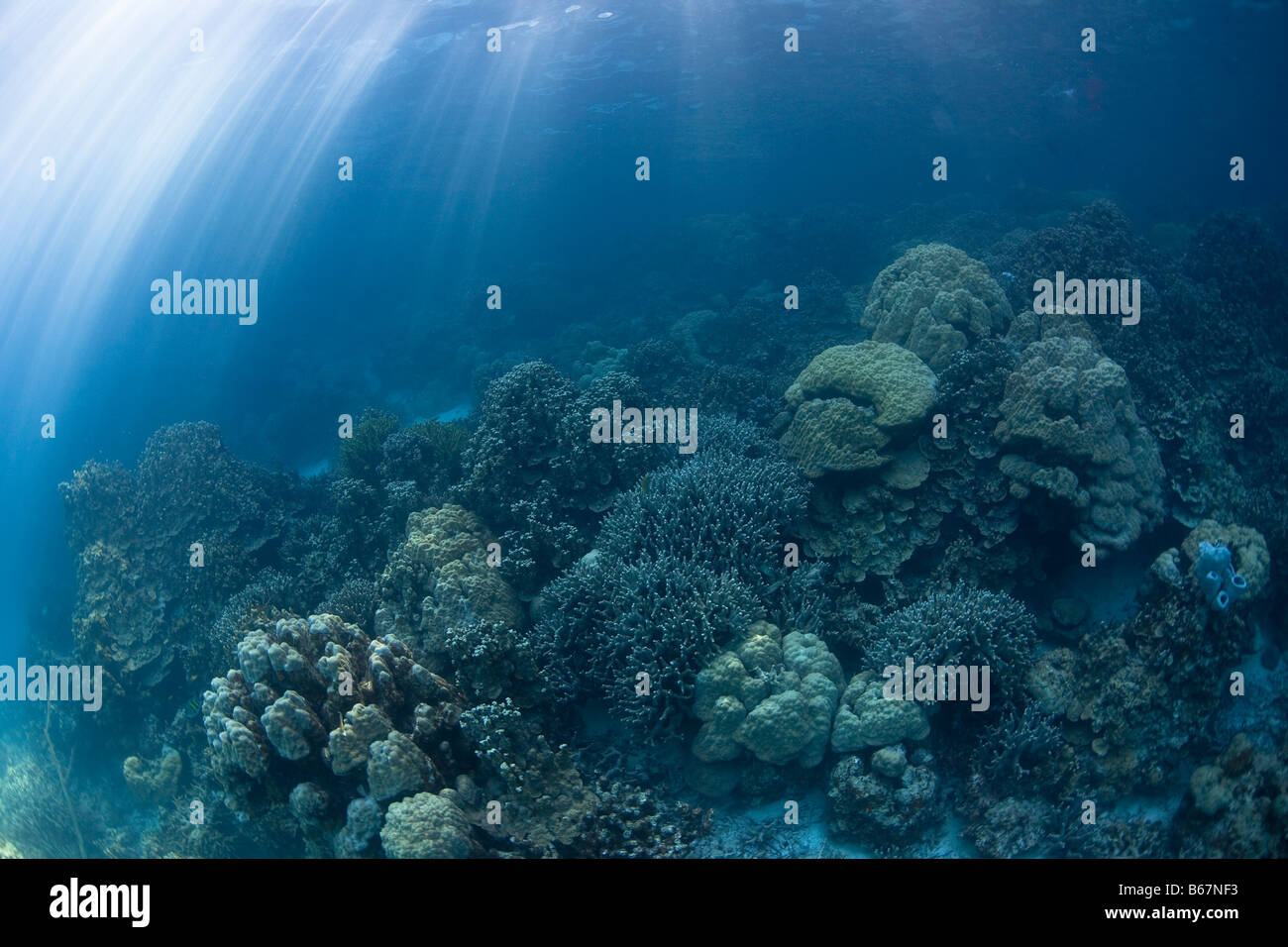 Korallen in Mikronesien Pazifik Palau Lagune Stockfoto