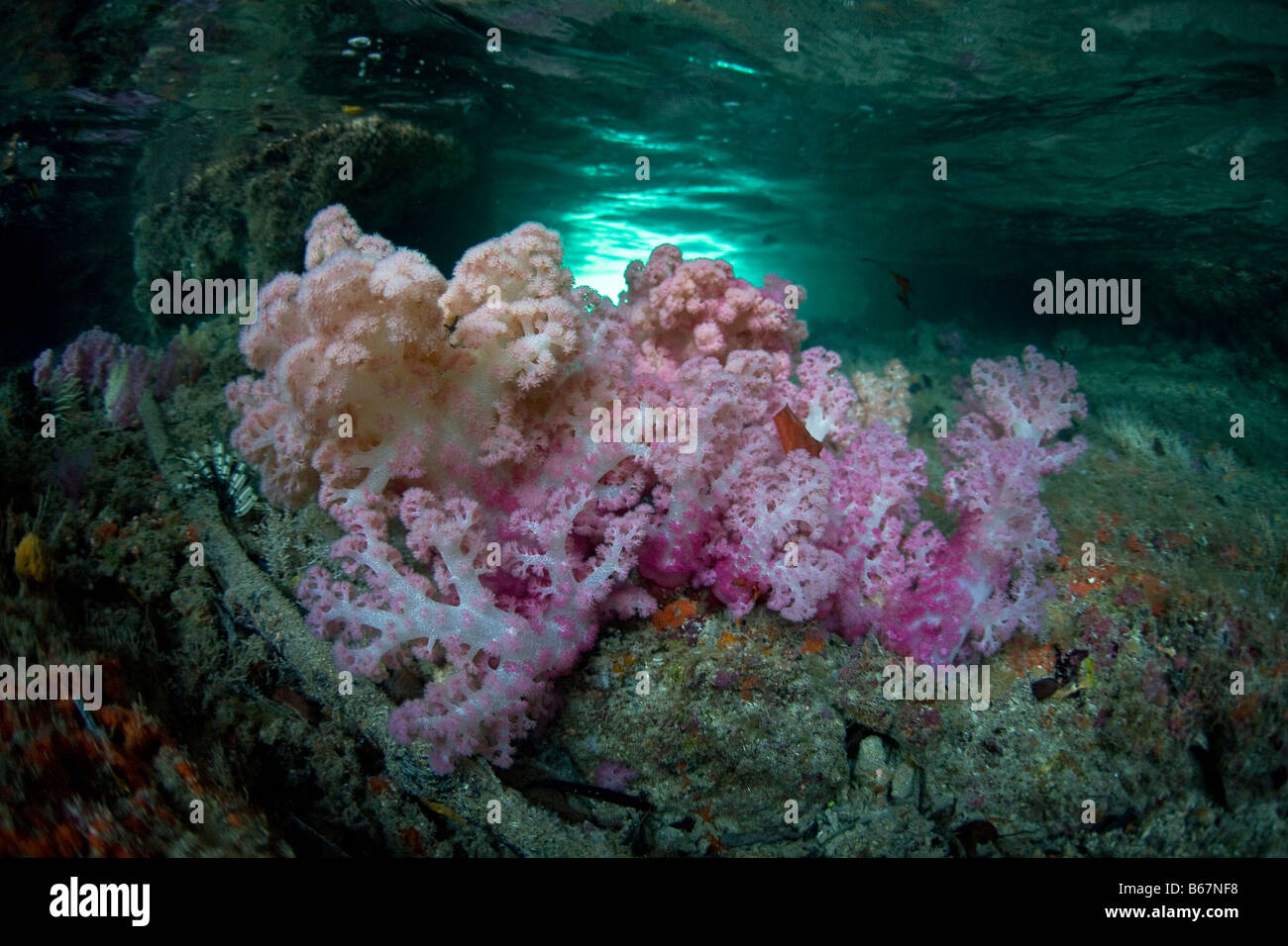 Weichkorallen unter Pier Dendronepthya Mikronesien Pazifik Palau Stockfoto