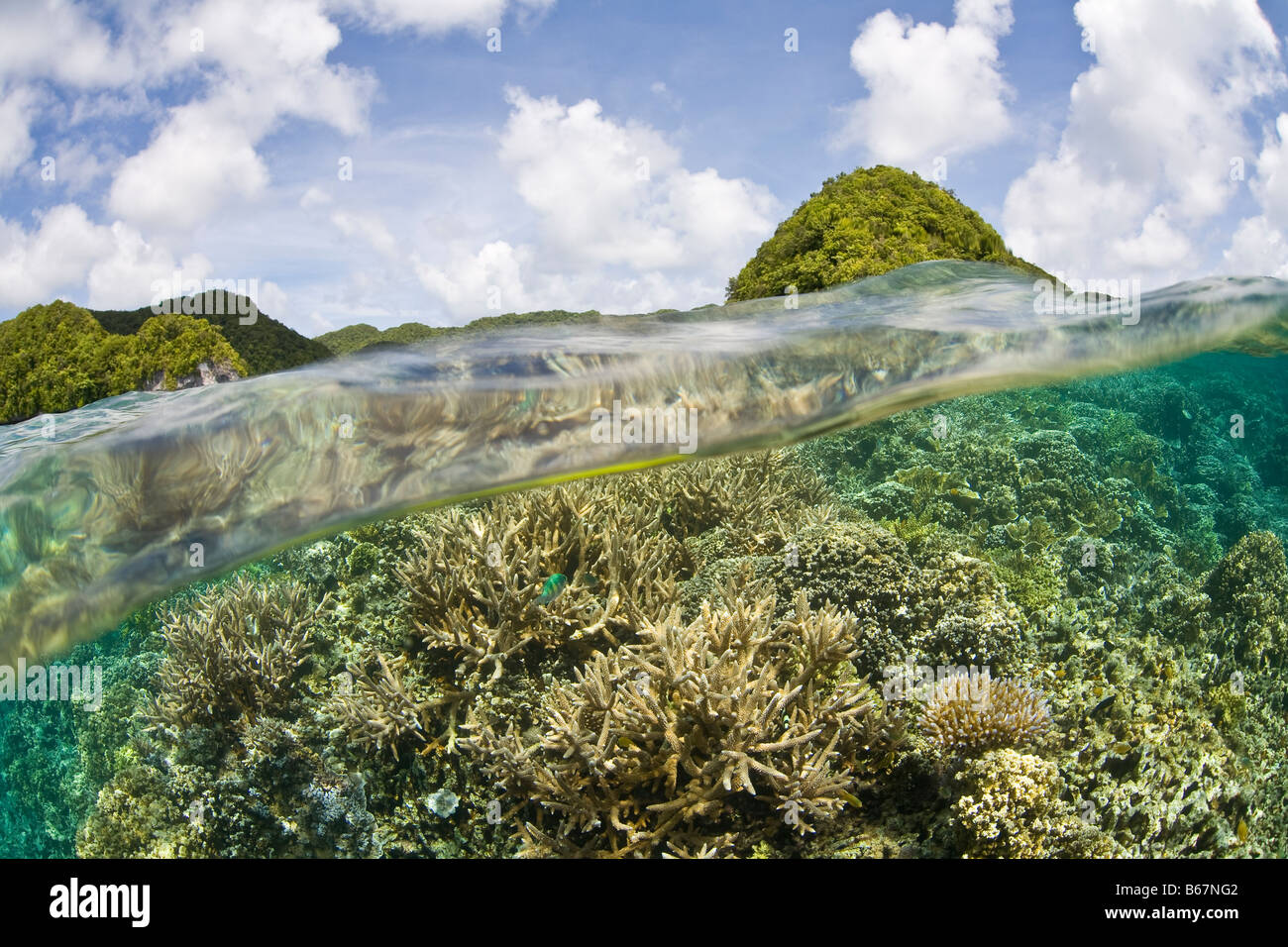 Gesunden Korallenriff Mikronesien Pazifik Palau Stockfoto