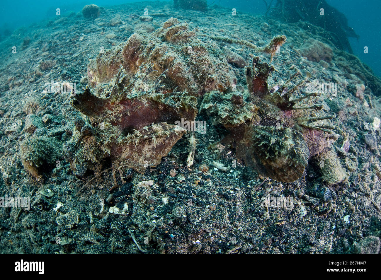 Zwei stacheligen Devilfishes Inimicus Didactylus Mikronesien Pazifik Palau Stockfoto