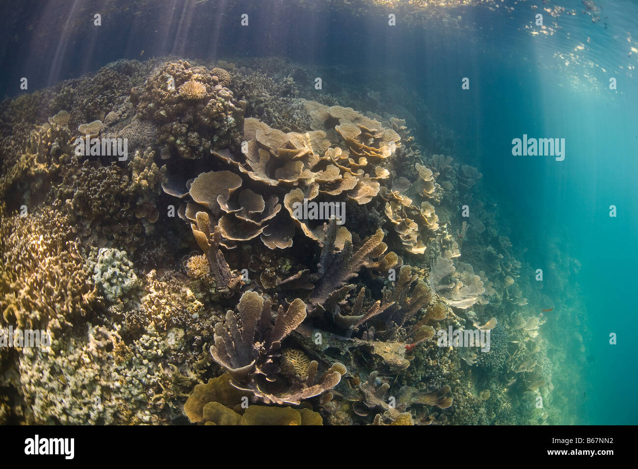 Kohl-Korallen im seichten Wasser Echinophyllia Mikronesien Pazifik Palau Stockfoto