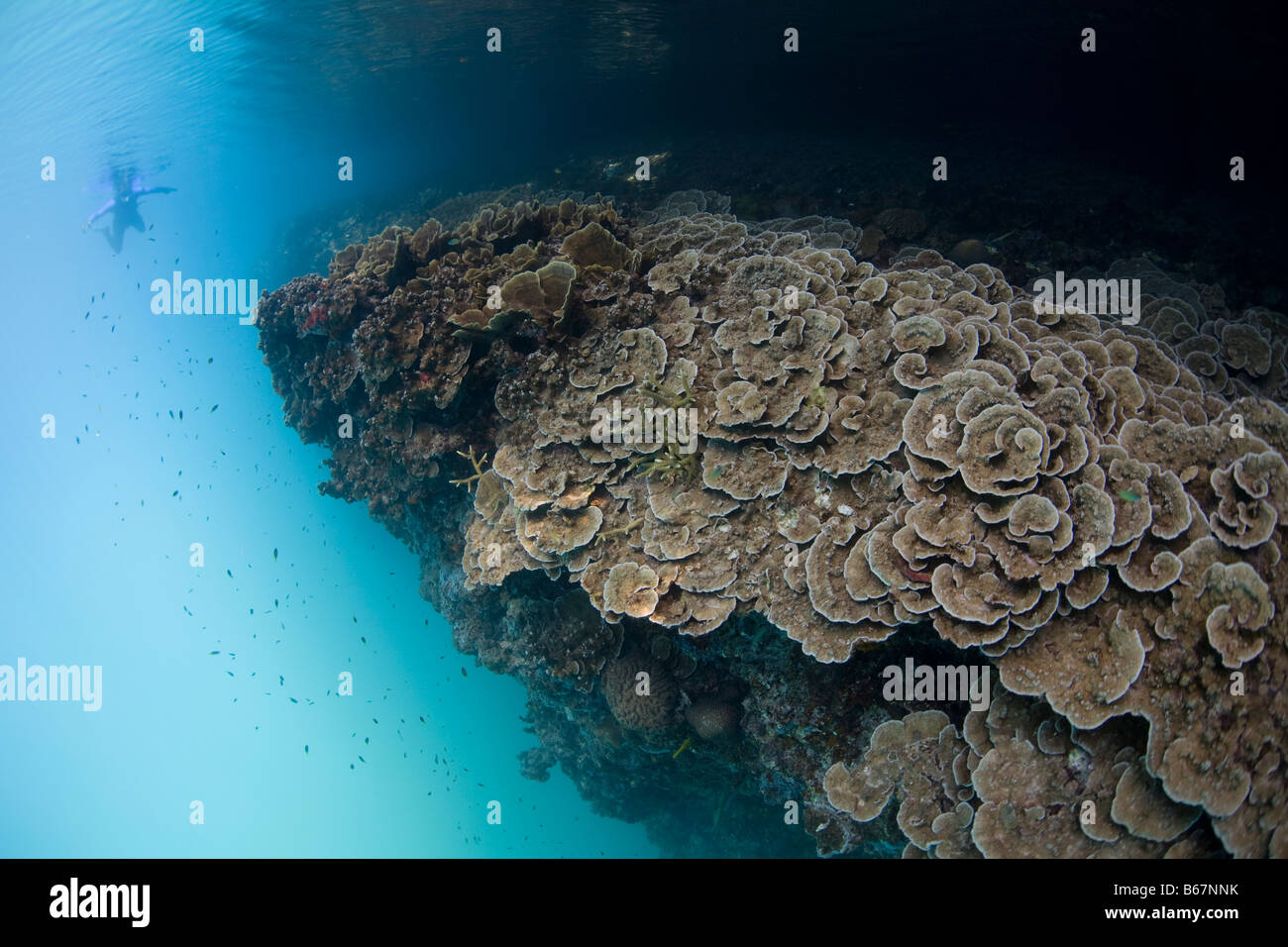 Foliose Korallen im seichten Wasser Steinkorallen Mikronesien Pazifik Palau Stockfoto