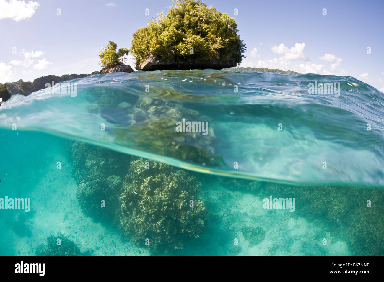Korallen in Mikronesien Pazifik Palau Lagune Stockfoto
