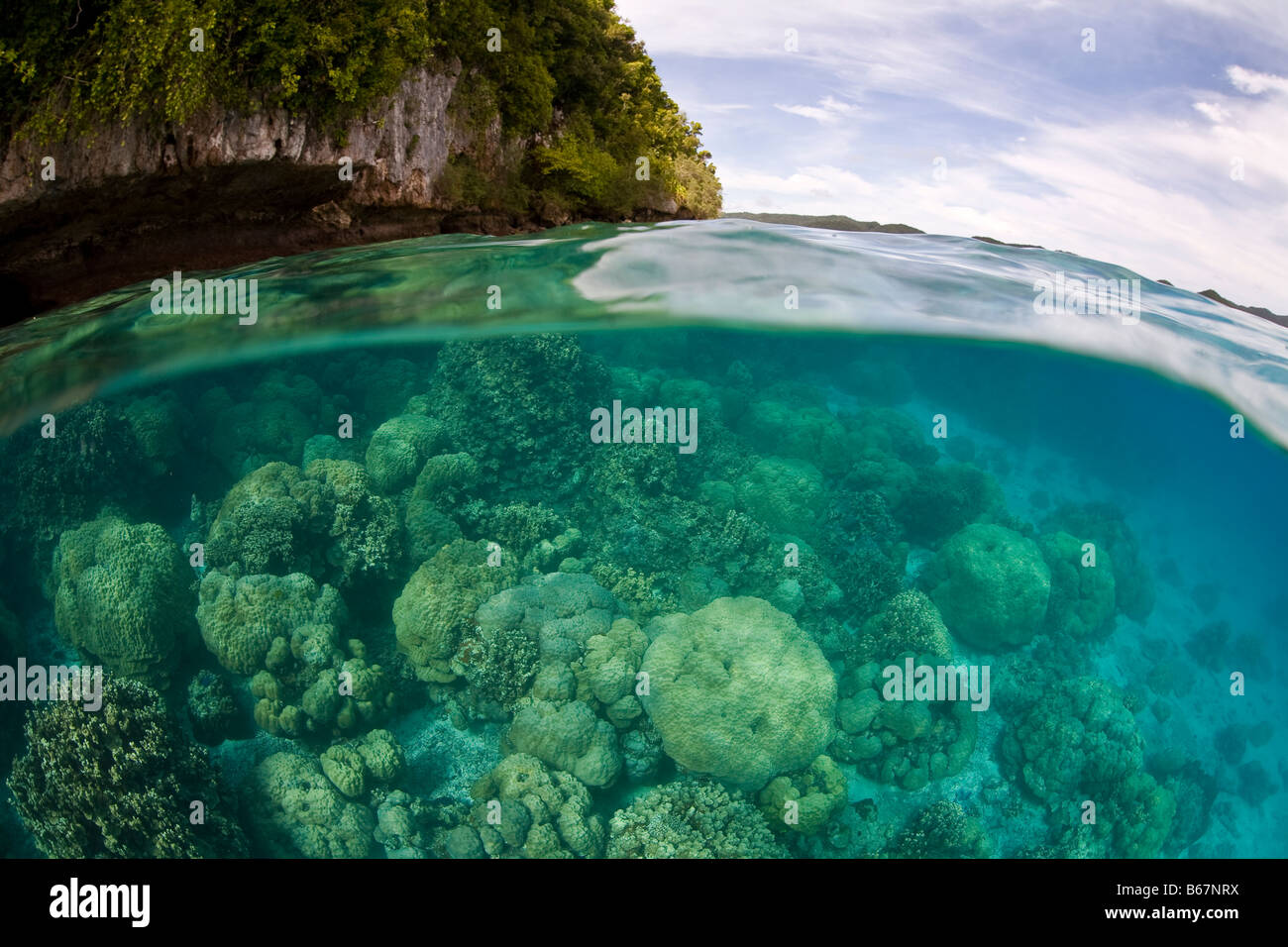 Steinkorallen im flachen Riff Mikronesien Pazifik Palau Stockfoto