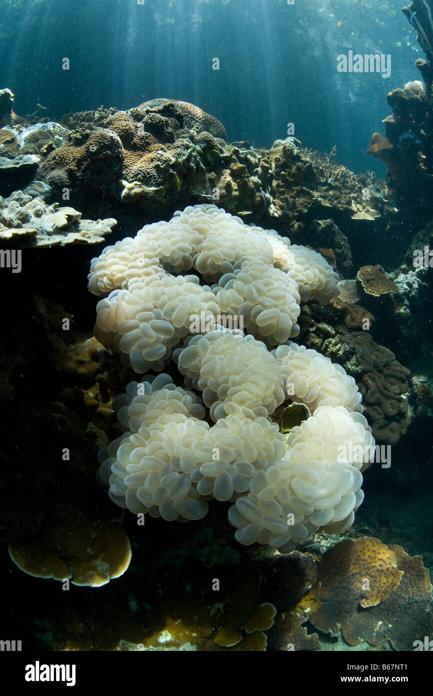 Blase Korallen an flachen Riff Pluerogyra Sinuosa Mikronesien Pazifik Palau Stockfoto