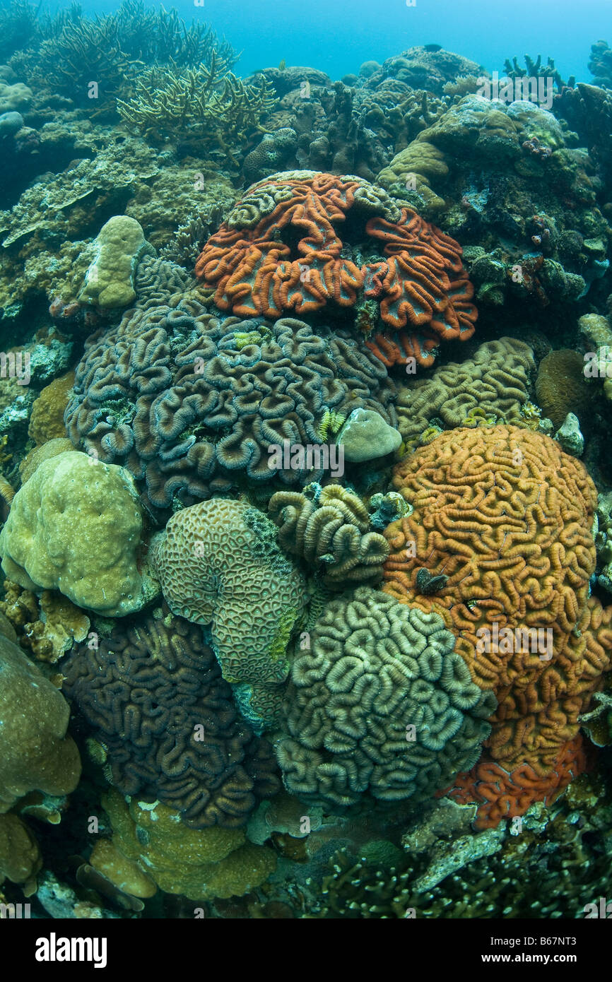 Einige harten Korallenarten Mikronesien Pazifik Palau Stockfoto