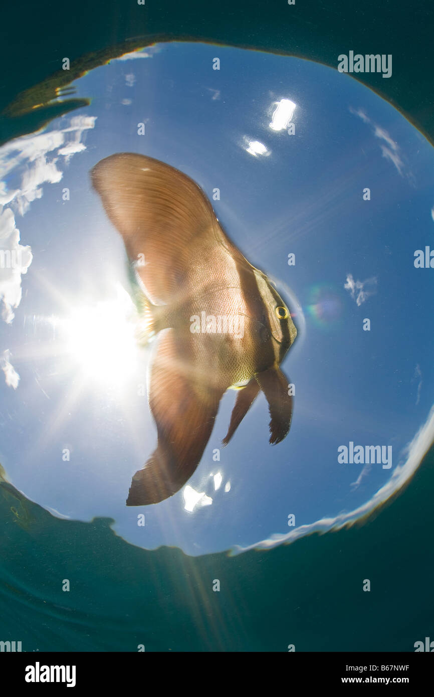 Juvenile Longfin Spadefish Platax Teira Mikronesien Pazifik Palau Stockfoto