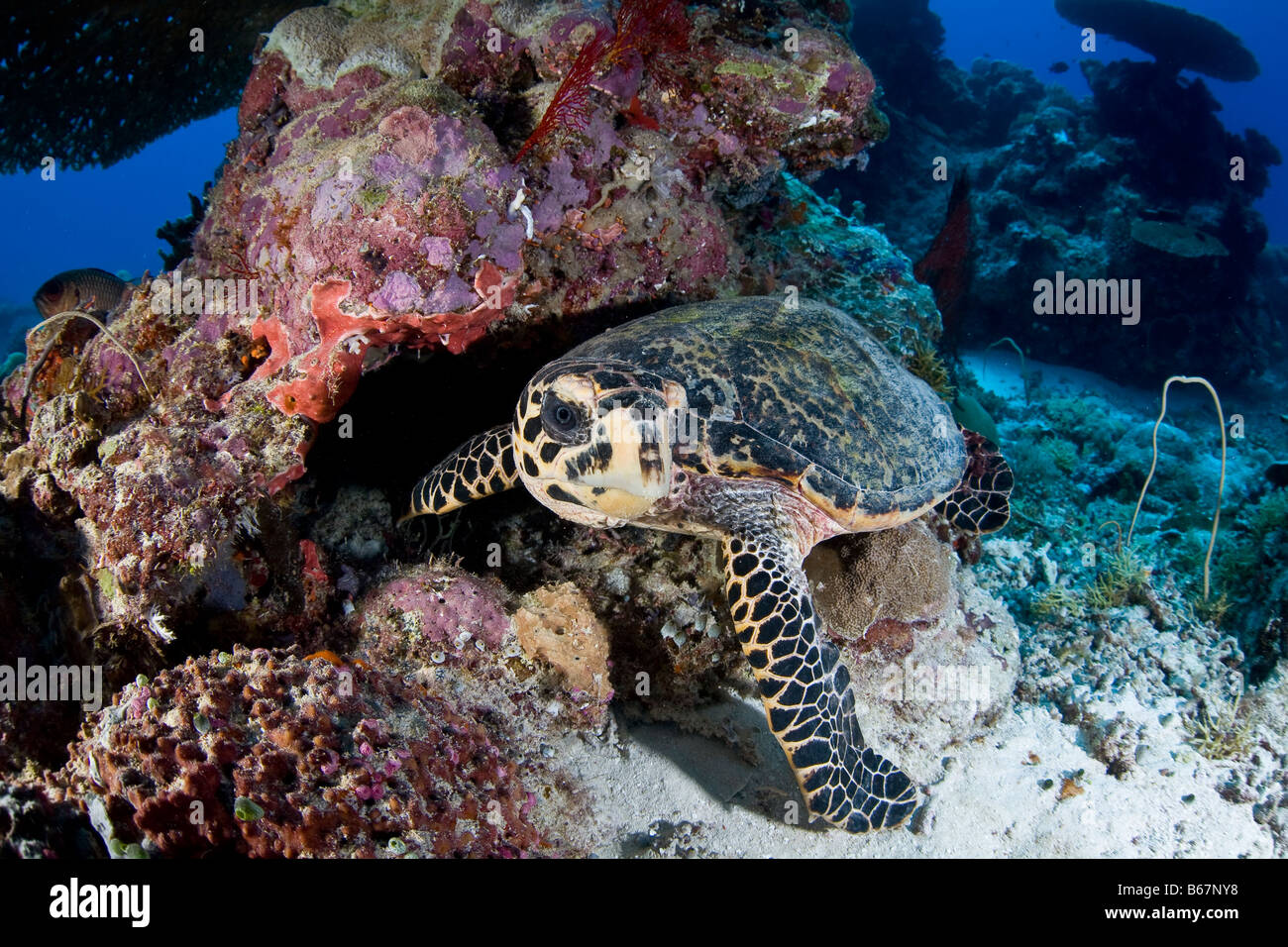 Hawksbill Turtle-Eretmochelys Imbricata Mikronesien Pazifik Palau Stockfoto