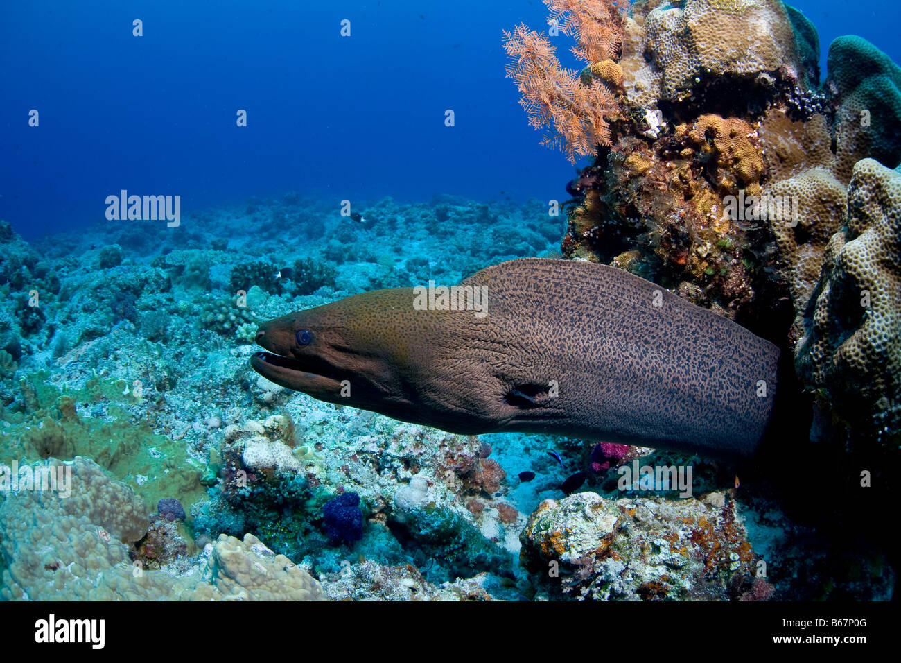 Giant Moray Eel Gymnothorax Javanicus Mikronesien Pazifik Palau Stockfoto