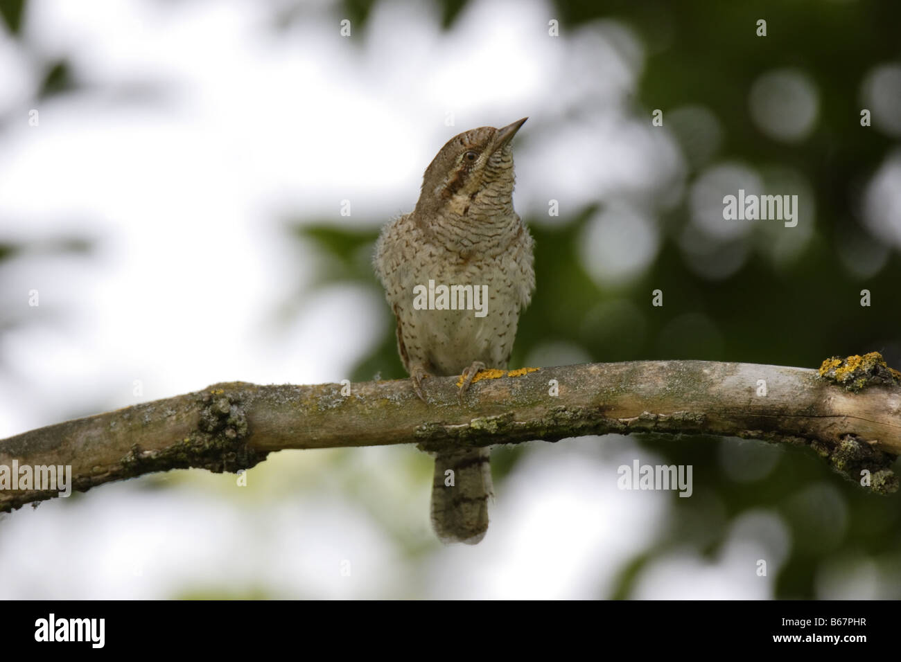 Wendehals Jynx Torquilla Wendehals Specht Stockfoto