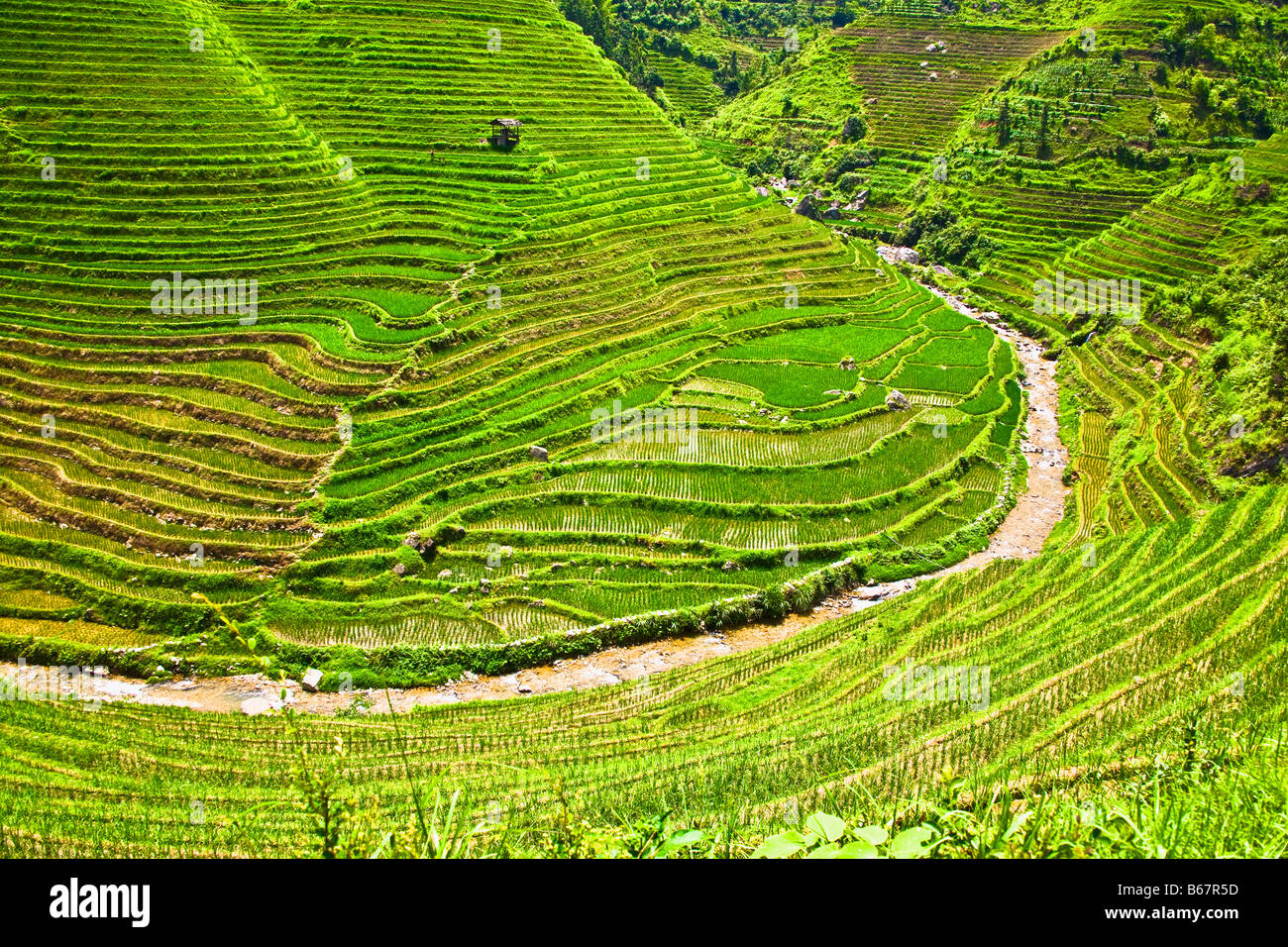 Vogelperspektive Blick auf Reisterrassen, Jinkeng Reihenhaus Feld, Provinz Guangxi, China Stockfoto