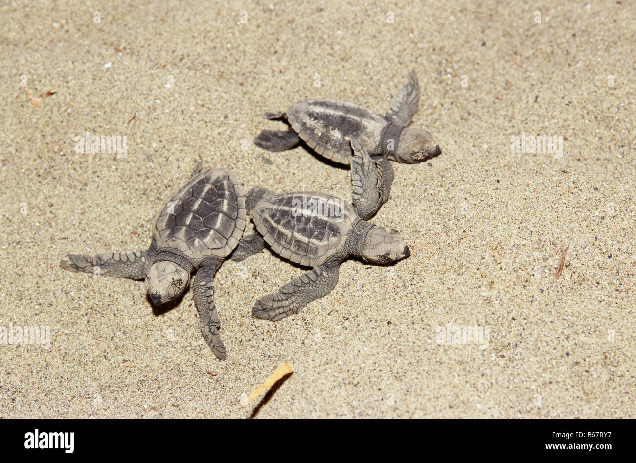 Bastardschildkröten, frisch geschlüpft, der Weg zum Meer, Andaman Inseln, Indien Stockfoto
