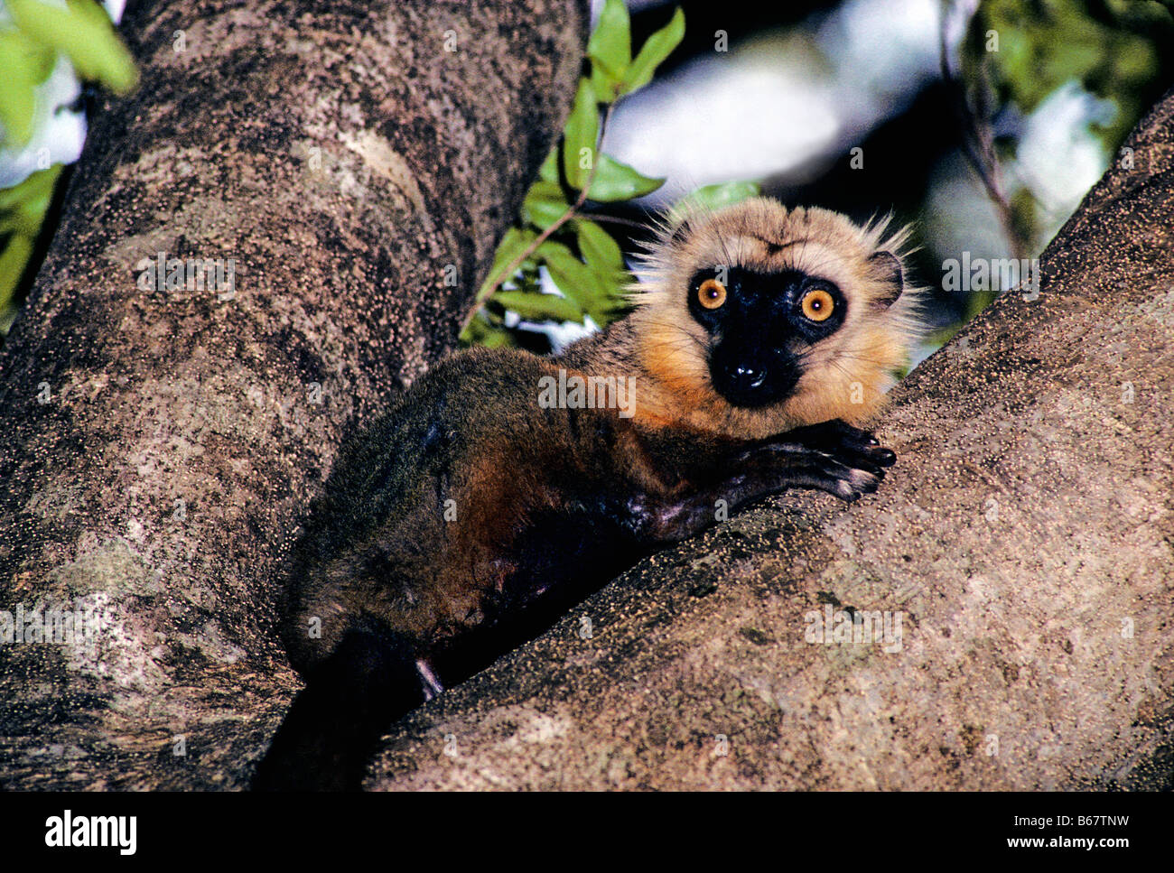 SCHWARZE weibliche LEMUR Eulemur Macaco Macaco Madagaskar Black Eulemur Lemur Lemuridae Lemuren MHTR Mammalia Primaten Saeugetiere Spec Stockfoto