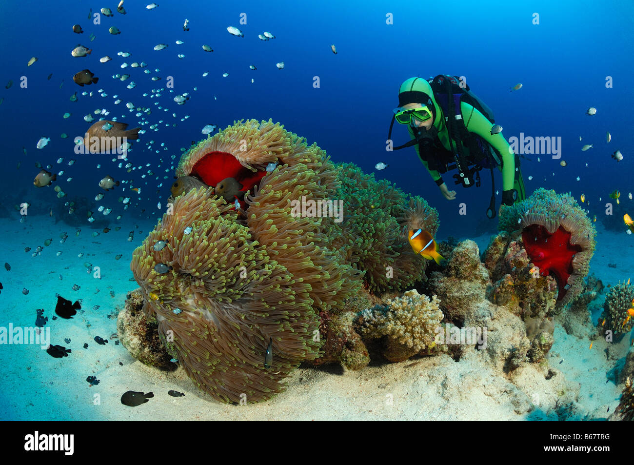Taucher und herrlichen Seeanemonen Heteractis Magnifica Marsa Alam Rotes Meer Ägypten Stockfoto