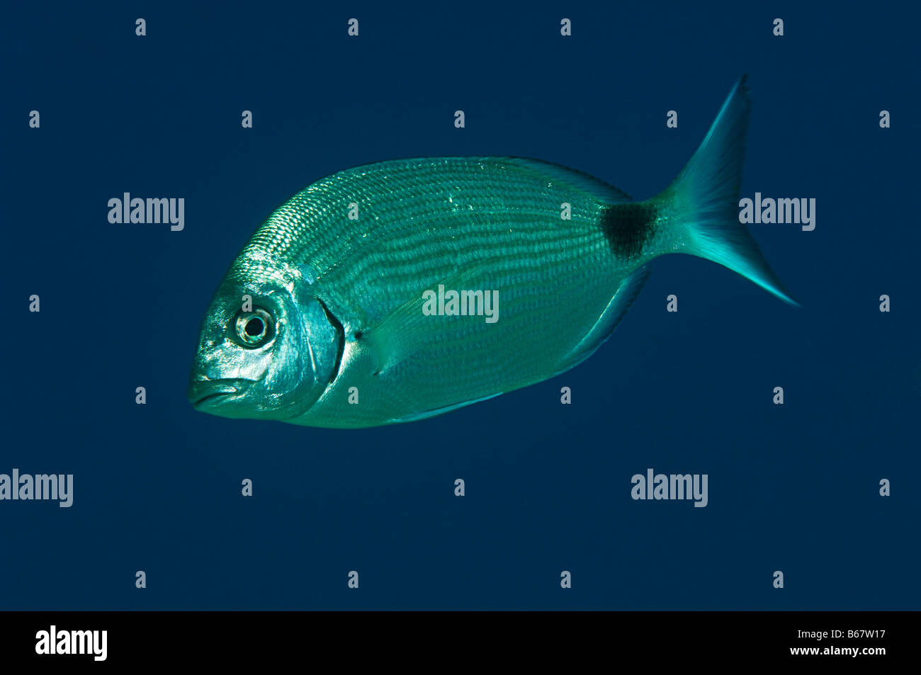 Ringförmige Seabream Diplodus Annularis Vis Insel Mittelmeer Kroatien Stockfoto