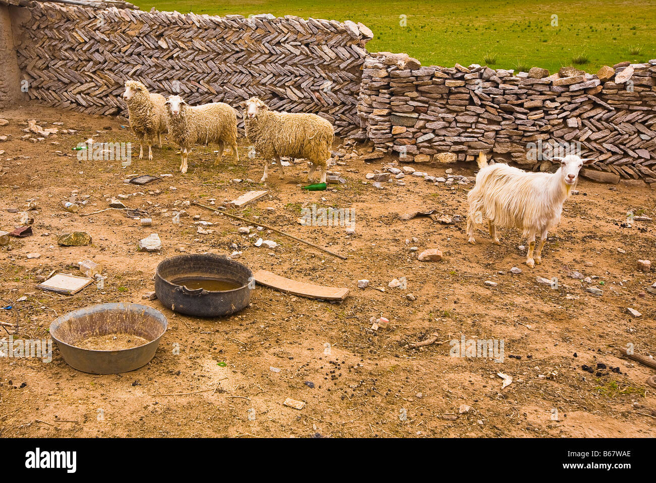 Ziege und Schaf in einem tierischen Stift, Innere Mongolei, China Stockfoto