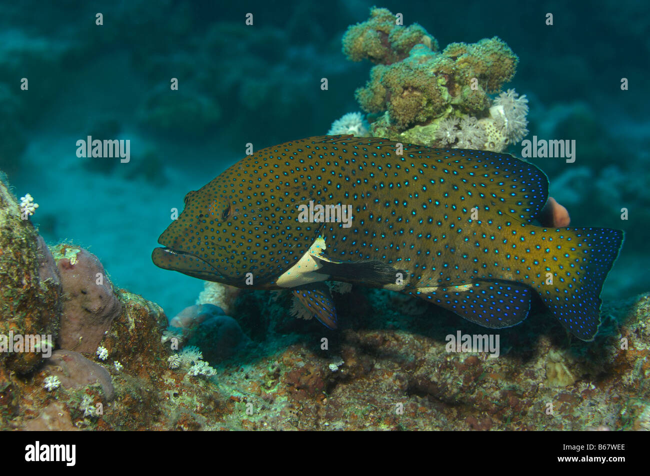 Peacock Zackenbarsch Cephalopholis Argus Marsa Alam Rotes Meer Ägypten Stockfoto