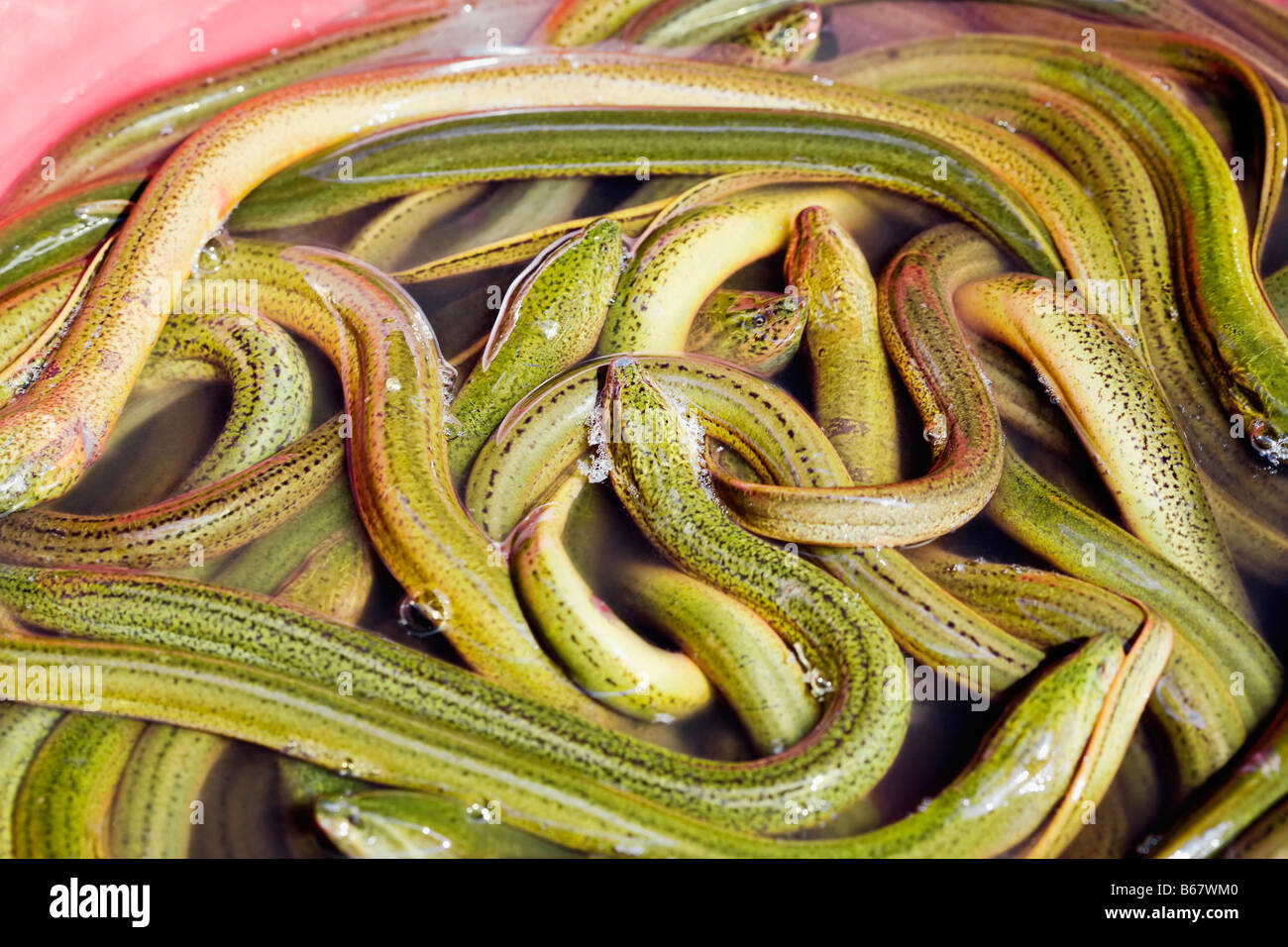 Schlangen in einem Container, Hefei, Provinz Anhui, China Stockfoto