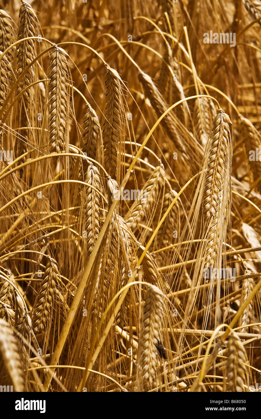 Reife Ähren Stockfoto