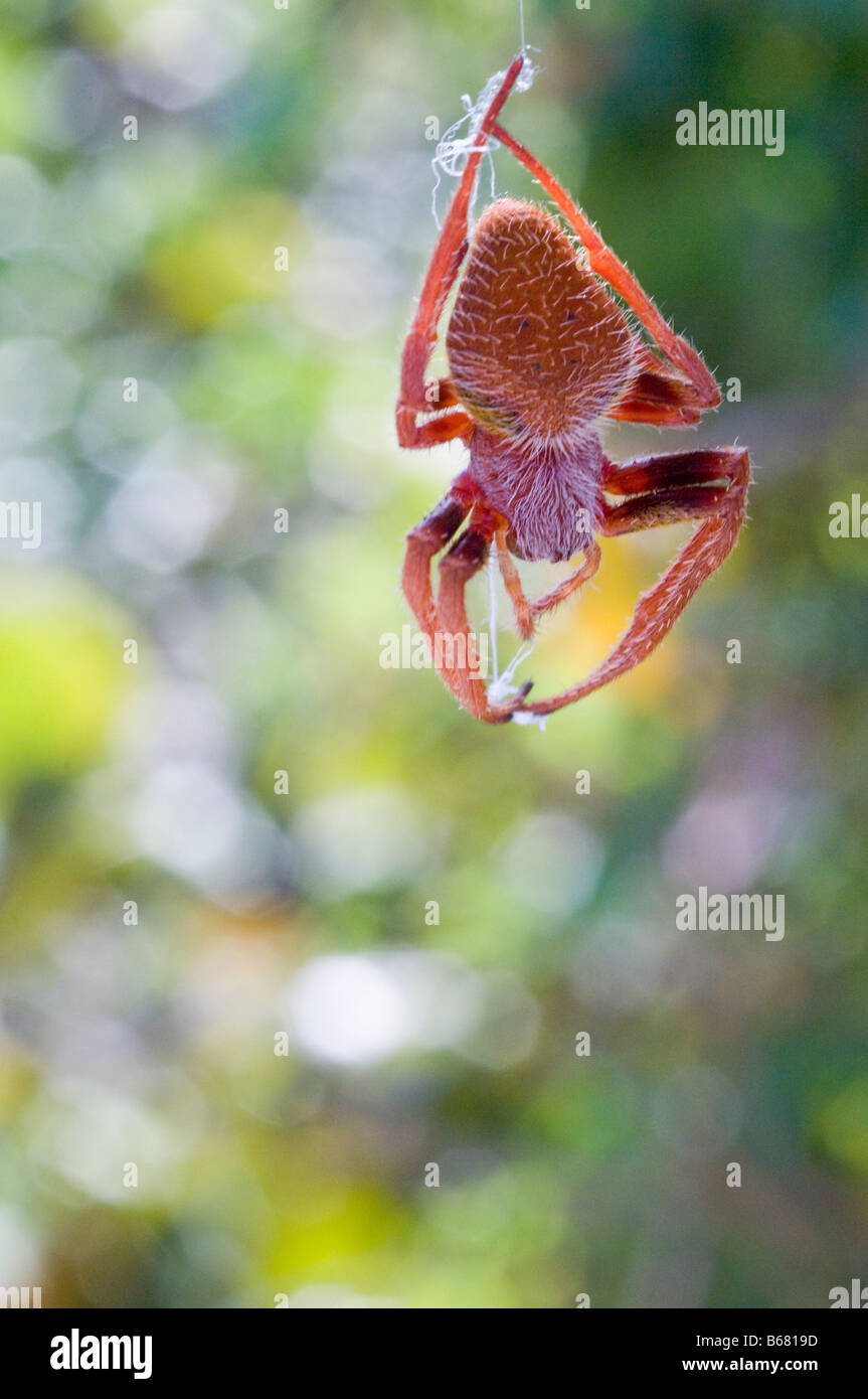 Nahaufnahme der Spinne im Bahia Honda State Park, Florida Keys, Florida, USA Stockfoto