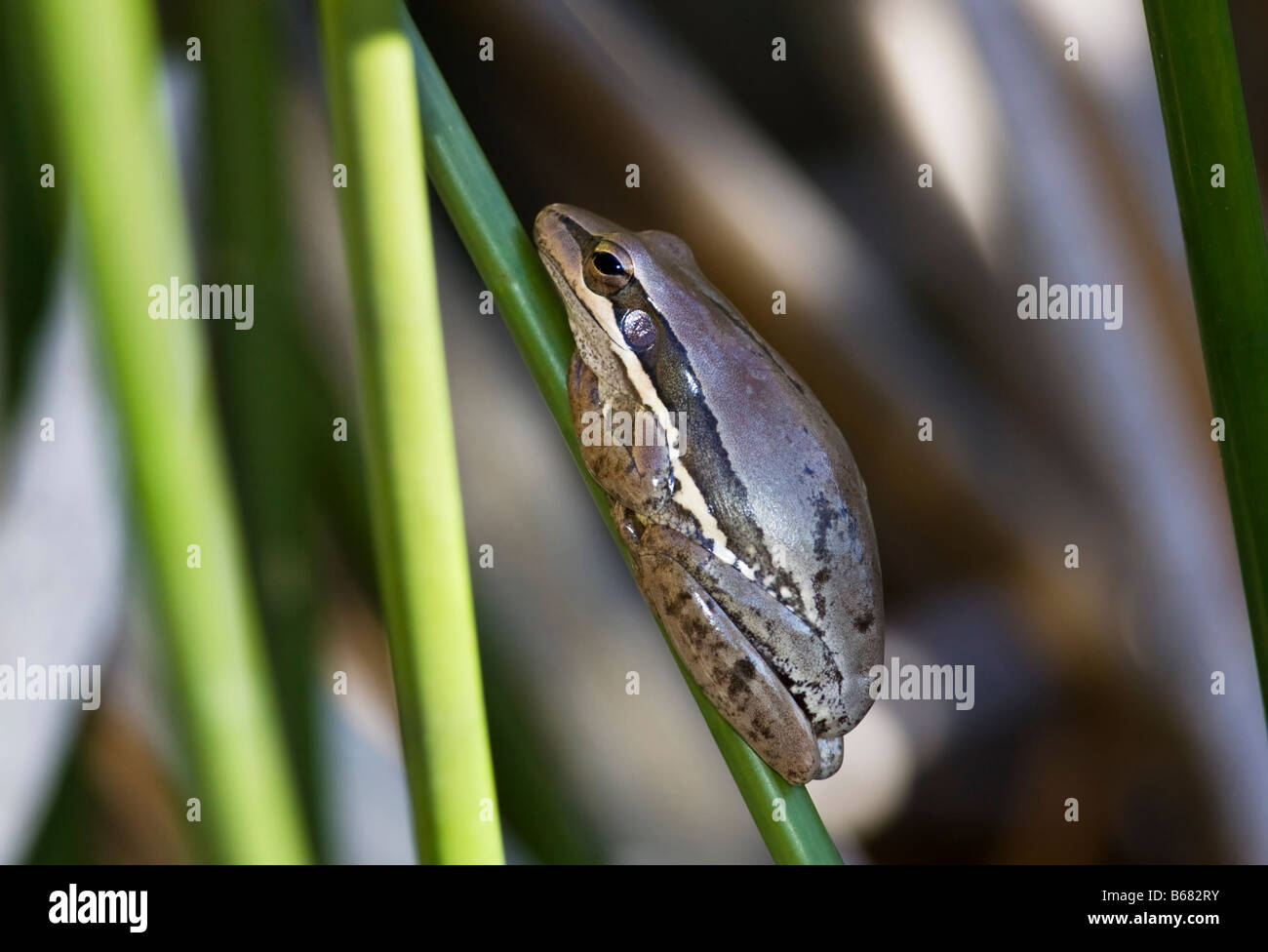 Schlanke Laubfrosch (Litoria Adelaidensis) Hirte Lake Regionalpark, Perth, Western Australia Stockfoto