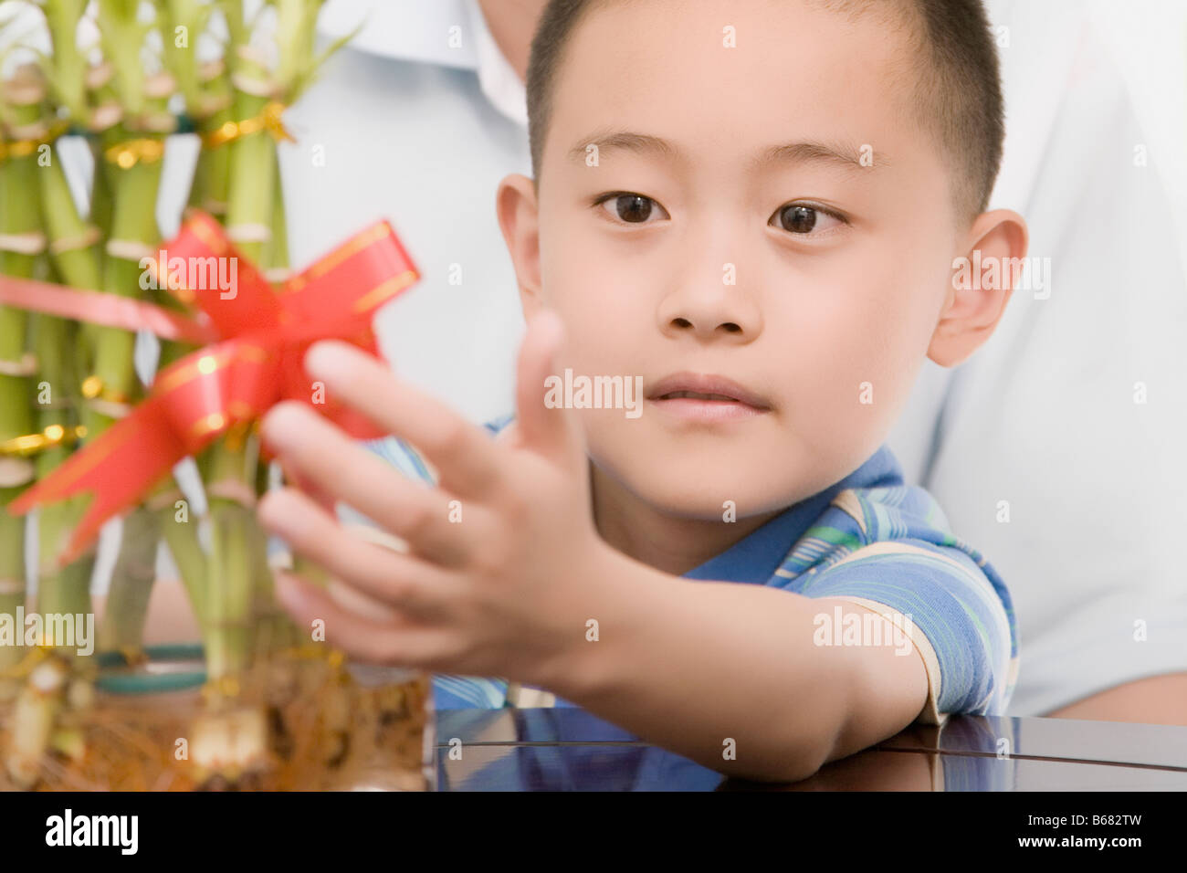 Nahaufnahme eines jungen berühren eine Bambuspflanze Stockfoto