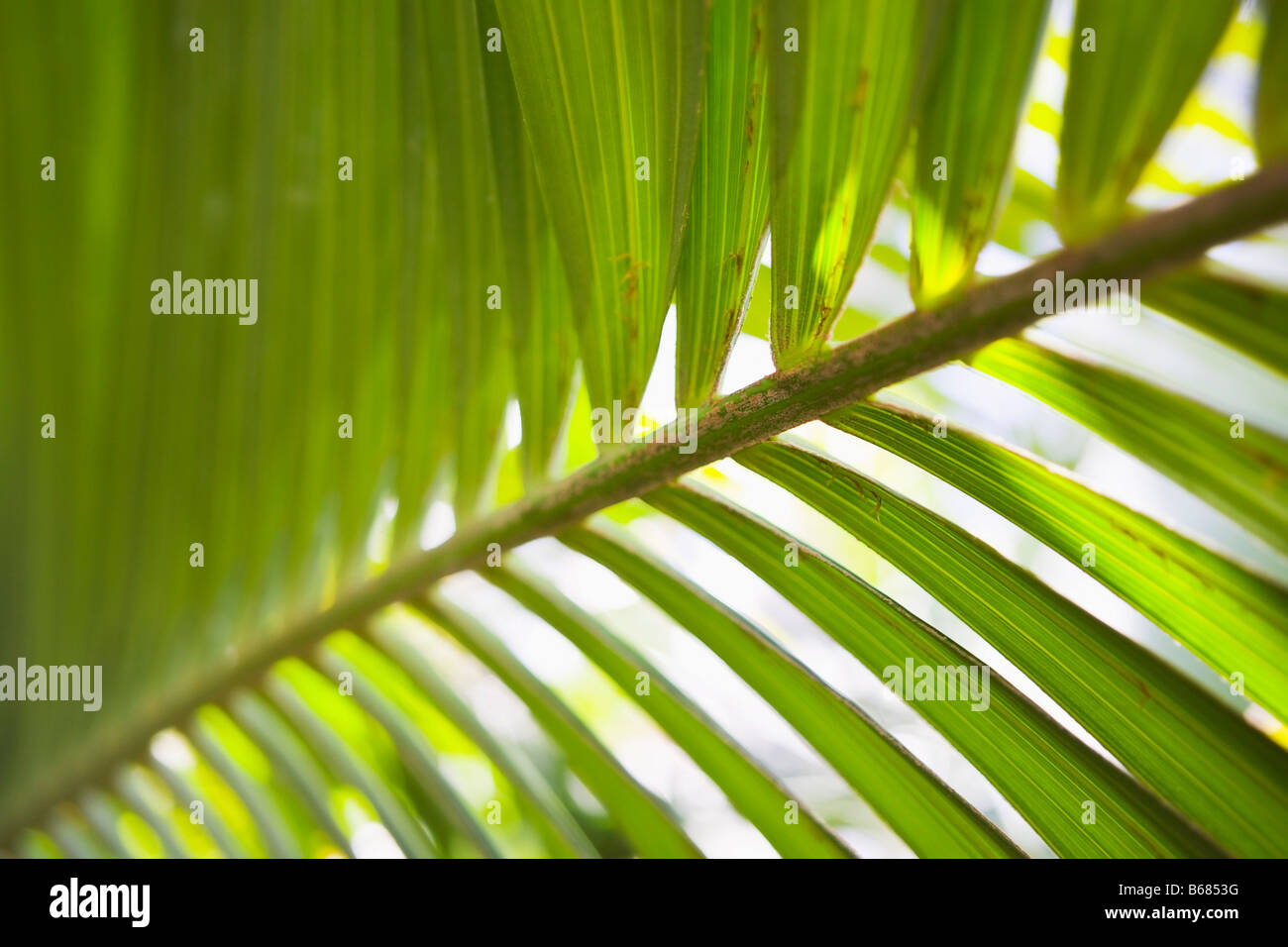 Nahaufnahme von Palm Leaf Stockfoto