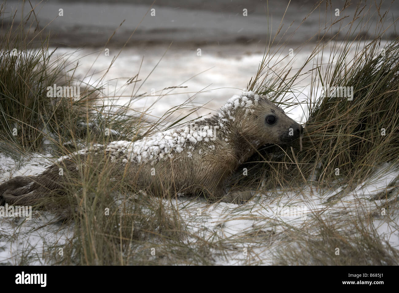 Grey seal Pup Halichoerus Grypus aufgegeben im Schnee Donna Nook UK Stockfoto